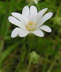 chickweed